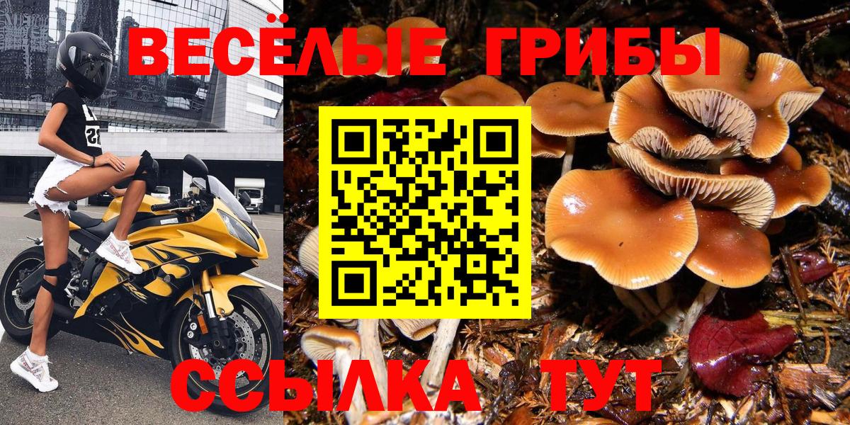 Псилоцибиновые грибы Magic Shrooms  купить наркотик  Котельники  Псилоцибиновые грибы GOLDEN TEACHER  Вход с VPN 